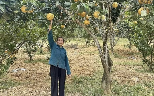 Khẳng định vai trò ngân hàng chủ lực đầu tư phát triển nông thôn