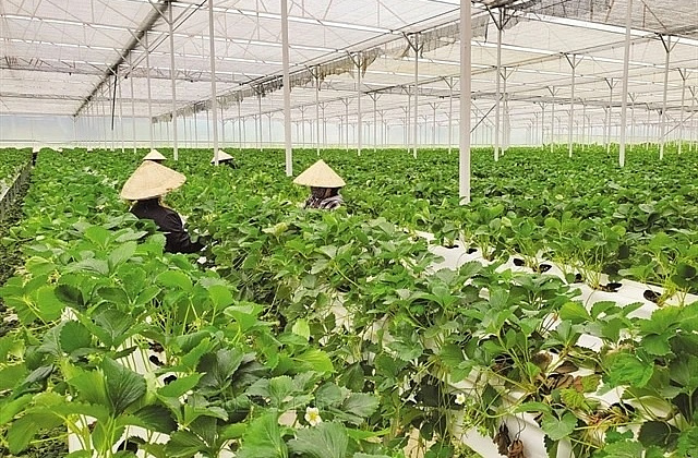 New policy promotes green banking development in Vietnam