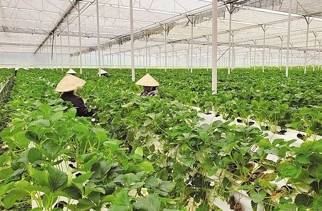 New policy promotes green banking development in Vietnam