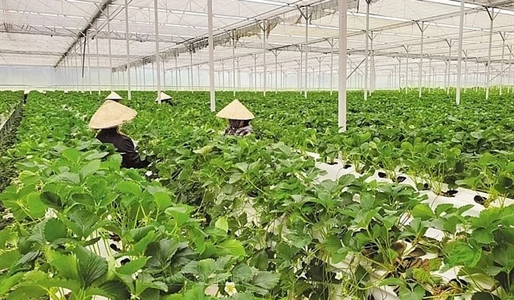 New policy promotes green banking development in Vietnam