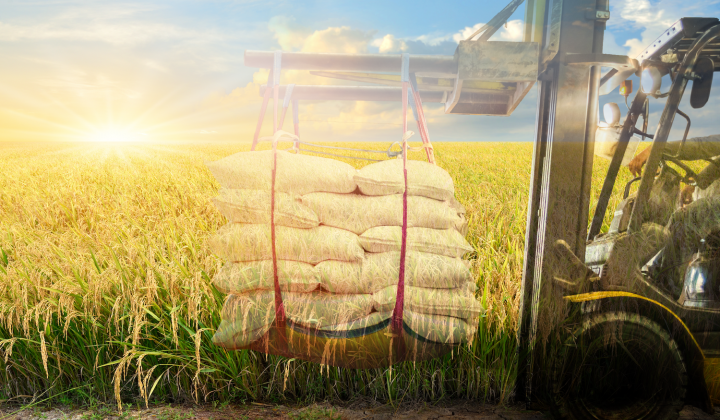 Bac A Bank dành 200 tỷ đồng hỗ trợ sản xuất lúa gạo chất lượng cao