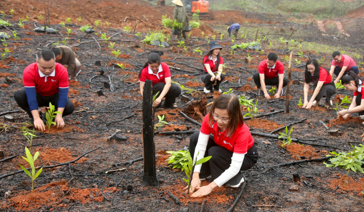SeABank hỗ trợ trồng gần 671 nghìn cây xanh tại Hà Tĩnh, vượt mục tiêu 1 triệu cây xanh