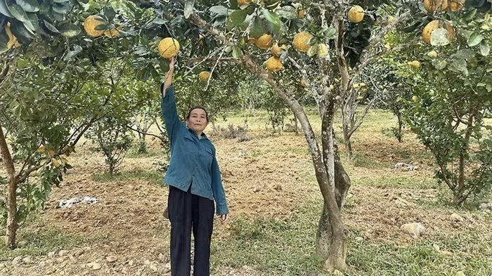 Khẳng định vai trò ngân hàng chủ lực đầu tư phát triển nông thôn