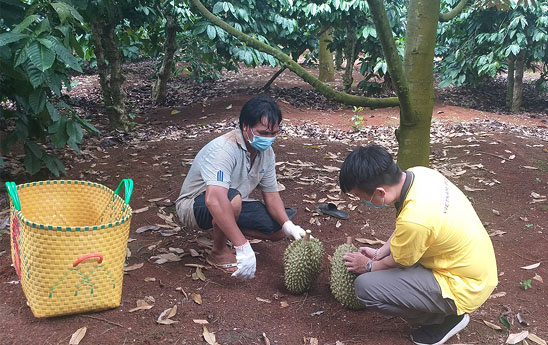 1.000 tấn sầu riêng Đắk Lắk sẽ được tiêu thụ trên mạng lưới Bưu điện Việt Nam
