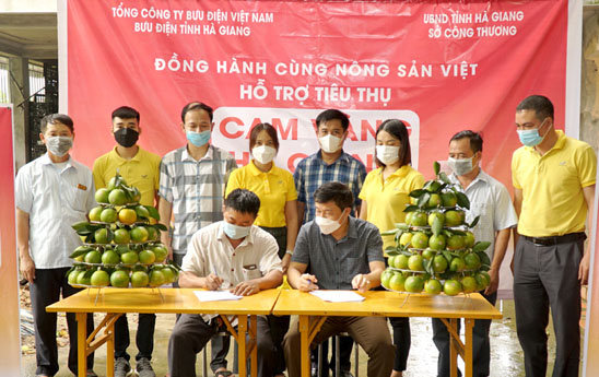 10 tấn cam vàng đầu tiên được tiêu thụ qua Postmart.vn