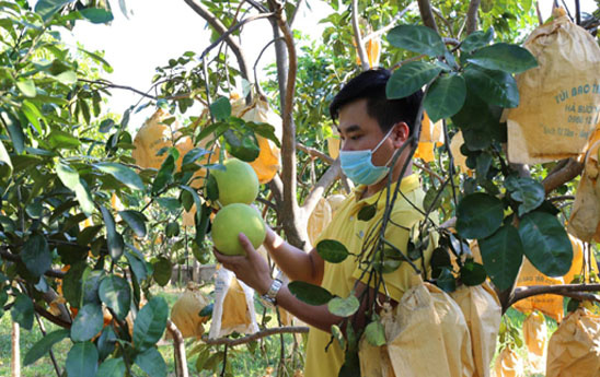 Bưởi Phúc Trạch chính thức “lên sàn” TMĐT Postmart.vn