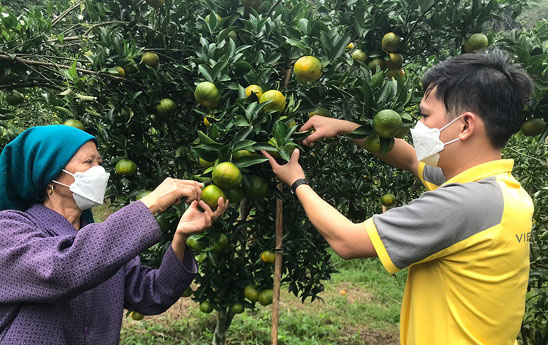 Bưu điện tỉnh Lào Cai xúc tiến tiêu thụ Quýt Mường Khương