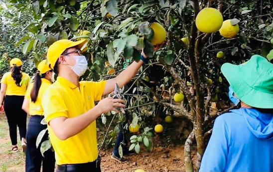 Vietnam Post tăng tốc đưa nông sản lên sàn thương mại điện tử