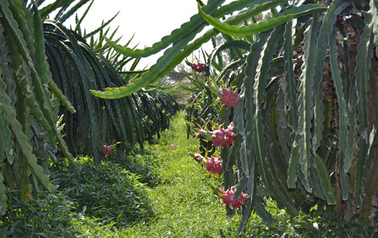 Agribank - hành trình đến với “Tam nông”