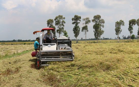 Agribank kịp thời cung ứng vốn phục vụ thu mua lúa gạo tại Đồng bằng sông Cửu Long