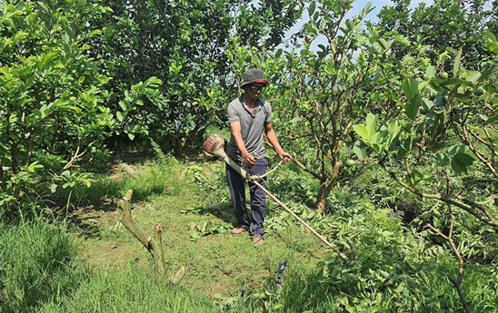 Agribank tiếp sức vốn rẻ, giúp tam nông vững vàng vượt bão