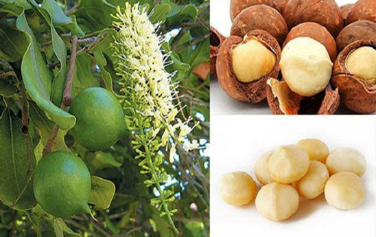 Đồi mắc ca trù phú mở hướng làm giàu ở miền tây Quảng Ngãi