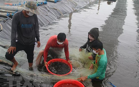 Hàn Quốc hỗ trợ dự án nuôi trồng thủy sản ở Việt Nam qua vốn ODA