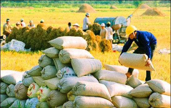 VietinBank đẩy mạnh cho vay thu mua, kinh doanh lúa, gạo