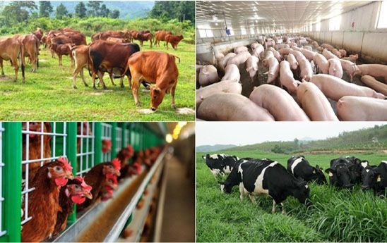 Sẽ có các chính sách cho kinh tế trang trại phát triển