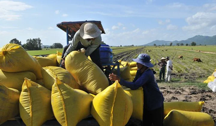 Đẩy mạnh cho vay thu mua, kinh doanh thóc, gạo