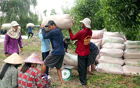 Tỉnh Hậu Giang đã cho vay 2.924 tỉ đồng thu mua, tiêu thụ lúa gạo