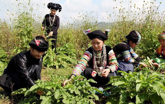 Chi hỗ trợ phát triển vùng trồng dược liệu quý vùng đồng bào dân tộc thiểu số