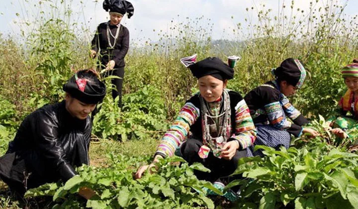 Chi hỗ trợ phát triển vùng trồng dược liệu quý vùng đồng bào dân tộc thiểu số