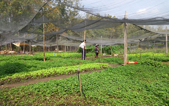 Hộ gia đình ở vùng khó khăn được vay tối đa 100 triệu đồng để sản xuất, kinh doanh với lãi suất 9%/năm