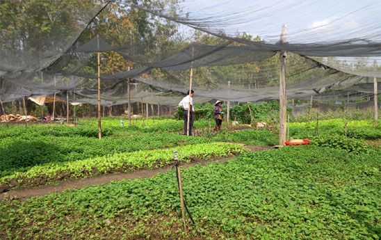Hộ gia đình ở vùng khó khăn được vay tối đa 100 triệu đồng để sản xuất, kinh doanh với lãi suất 9%/năm