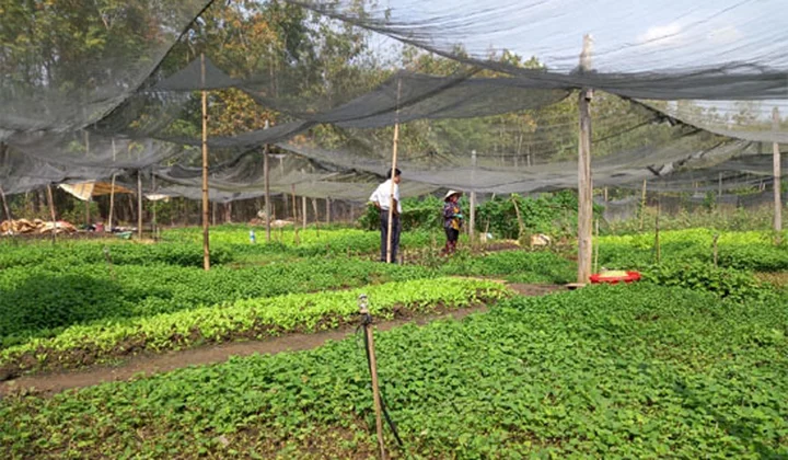 Hộ gia đình ở vùng khó khăn được vay tối đa 100 triệu đồng để sản xuất, kinh doanh với lãi suất 9%/năm