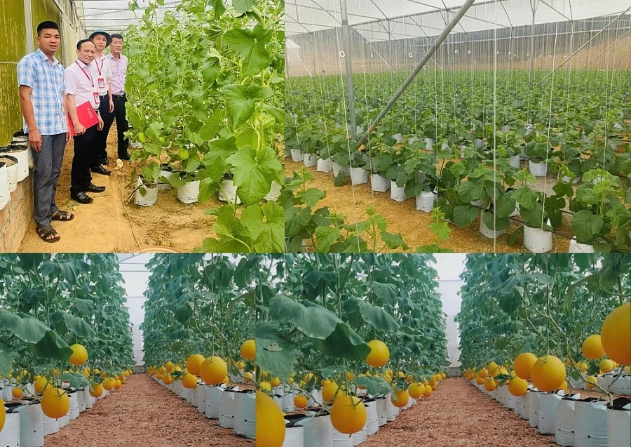 Agribank Lam Sơn: Bệ phóng cho nông nghiệp sạch và công nghệ cao tại Thanh Hóa