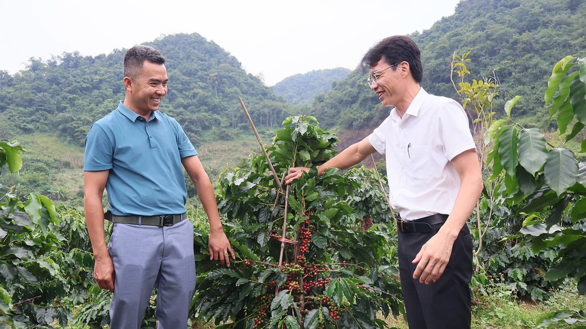 Agribank đồng hành cùng khách hàng trong quá trình nuôi trồng, chăm sóc cây cà phê Arabica tại Sơn La