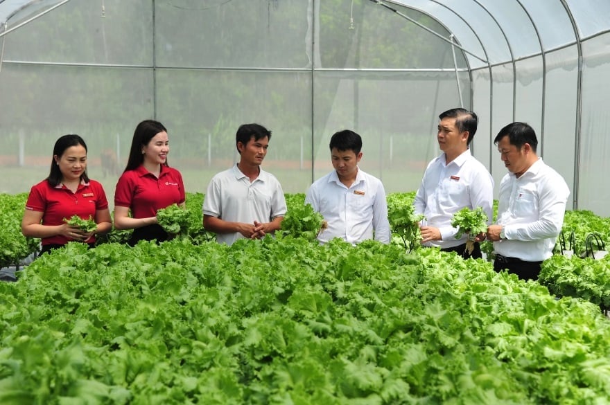 Cán bộ Ngân hàng Ngân hàng Nông nghiệp và phát triển nông thôn Agribank thăm mô hình trồng rau thủy canh của anh Lê Văn Dể ở Đức Hòa, tỉnh Long An (cũ), nay là tỉnh Tây Ninh.