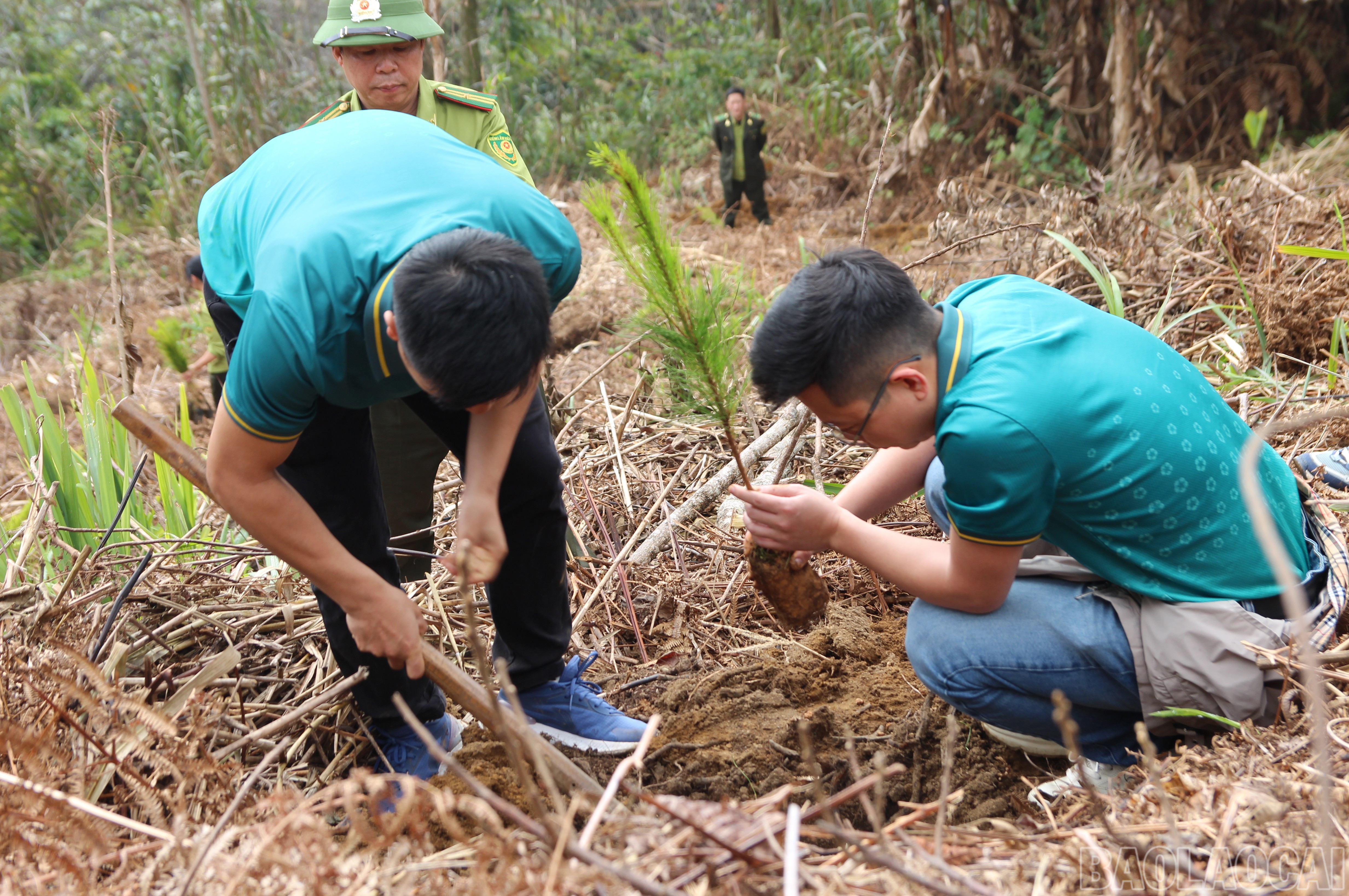 5.000 cây xanh sẽ được trồng tại Tiểu khu 102.