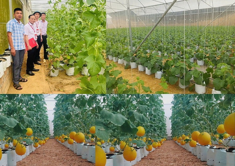 Agribank Lam Sơn: Bệ phóng cho nông nghiệp sạch và công nghệ cao tại Thanh Hóa