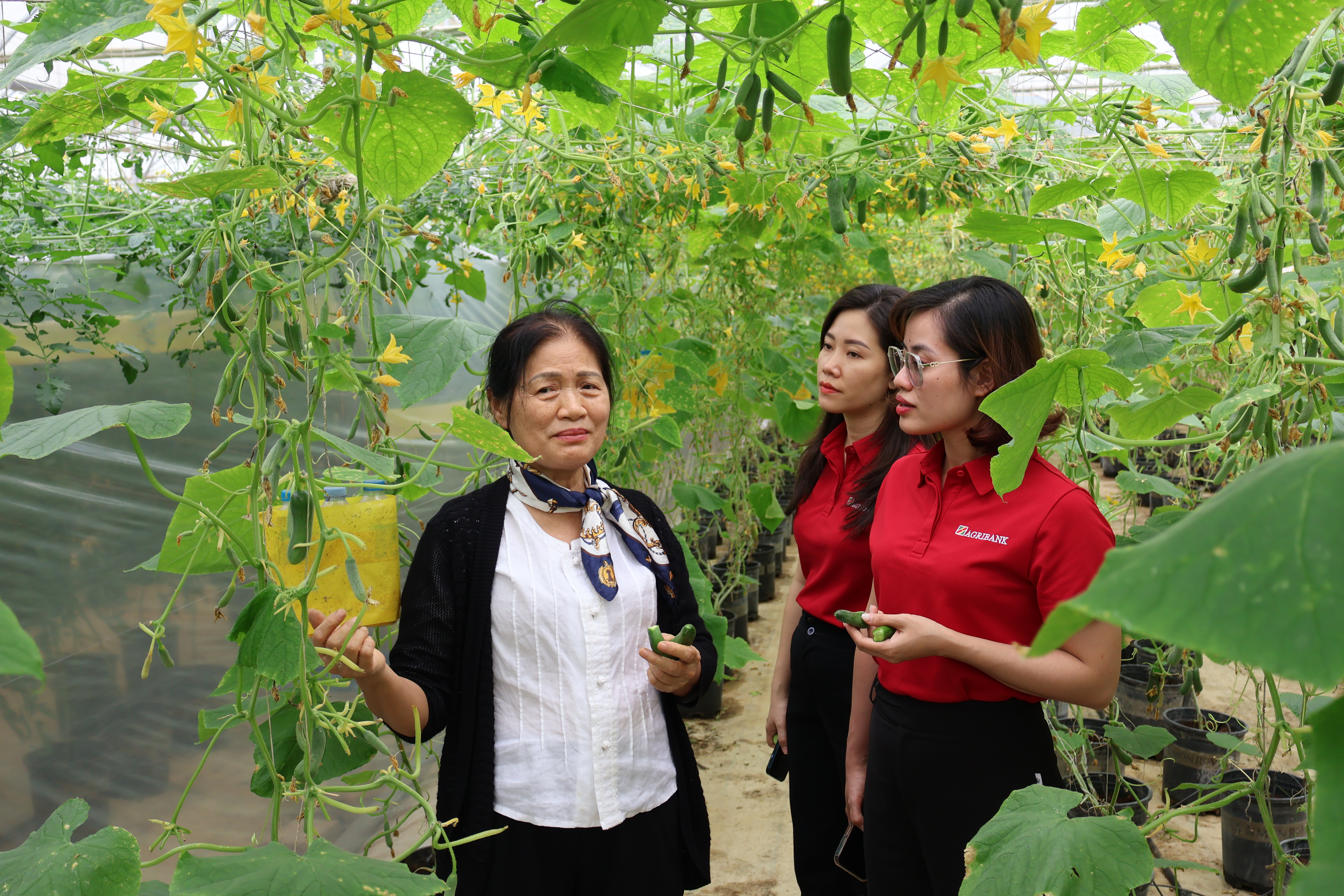 Một mô hình sản xuất nông nghiệp hữu cơ từ nguồn vốn đầu tư của Agribank