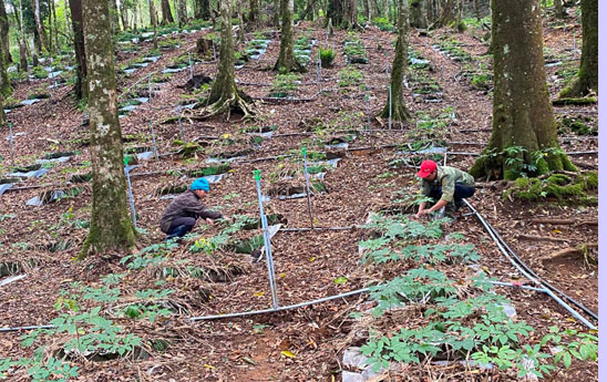 Agribank Kon Tum đồng hành cùng doanh nghiệp phát triển thương hiệu Sâm Ngọc Linh