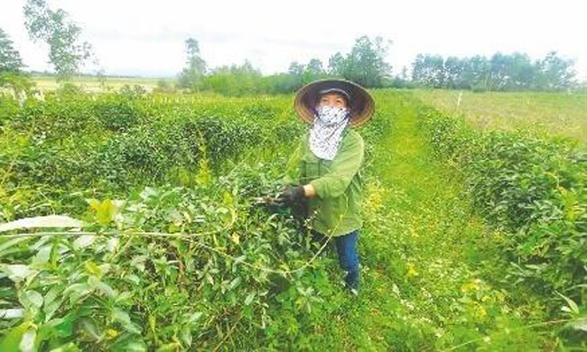 Ngan hang chap canh cho nong dan lam giau 2