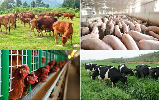 Sẽ có các chính sách cho kinh tế trang trại phát triển