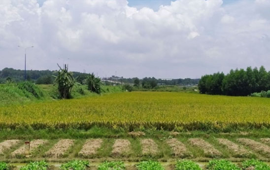 Hinh anh dat trong Lua